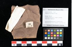 Foto (Objekt + Etikett) von Sclerotium pustuliferum Heer (NHMW-GEO-2024-0188-0090)
